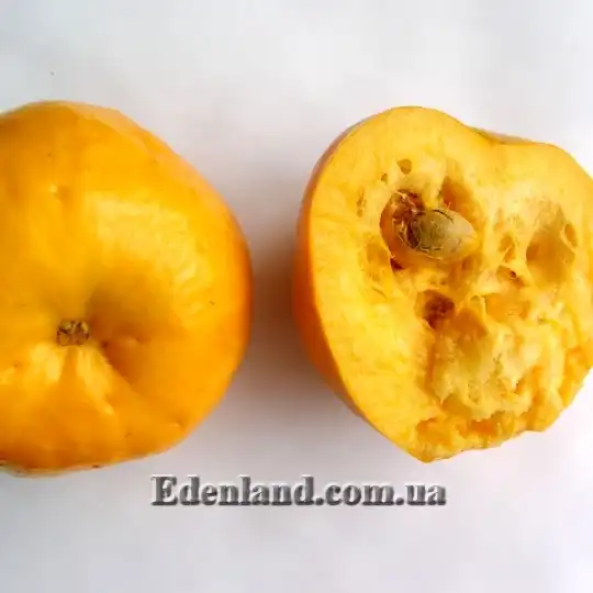 Изображение плод в разрезе