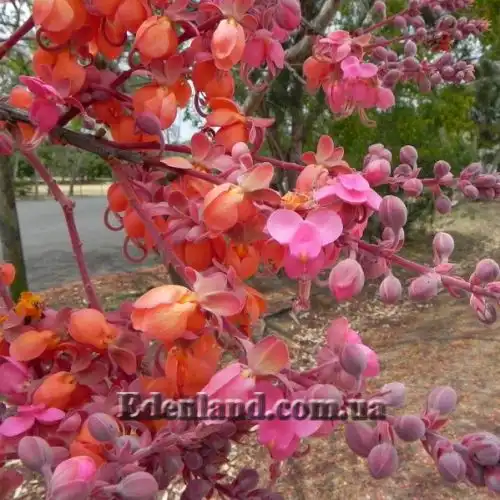 Изображение Кассия Ренигера - Cassia Renigera