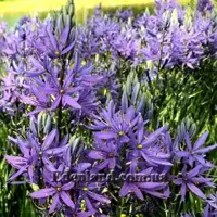 Зображення Камасія Лейхтліна