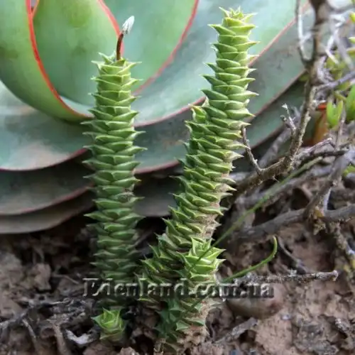 Изображение Астролоба листочковая - Astroloba foliolosa