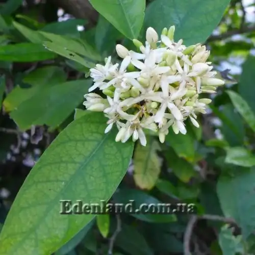 Изображение Оксицерос щетинистый - Oxyceros horridus 