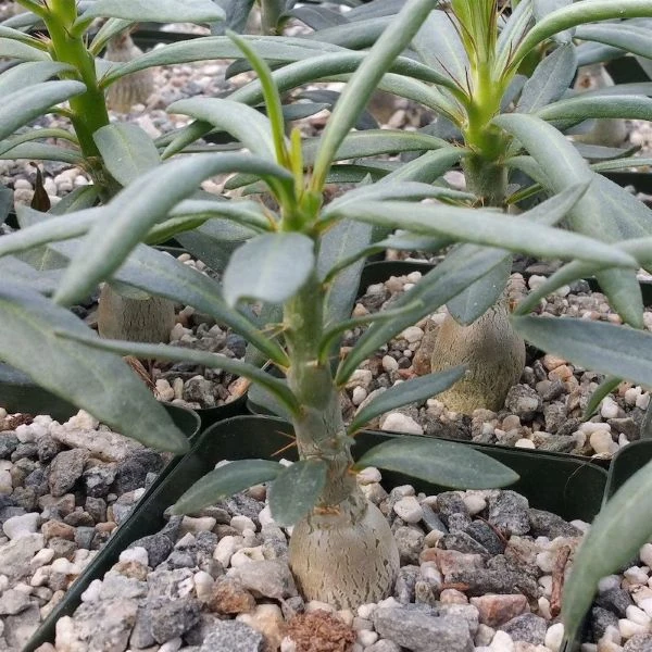 Зображення Пахіподіум сукулентний  - Pachypodium succulentum 