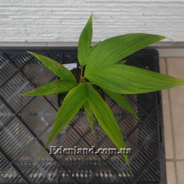 Зображення Геонома Муреана  - Geonoma mooreana