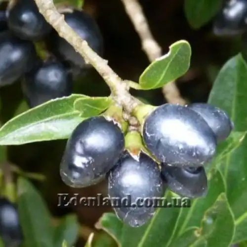 Изображение Цеструм самшитолистный  - Cestrum buxifolium