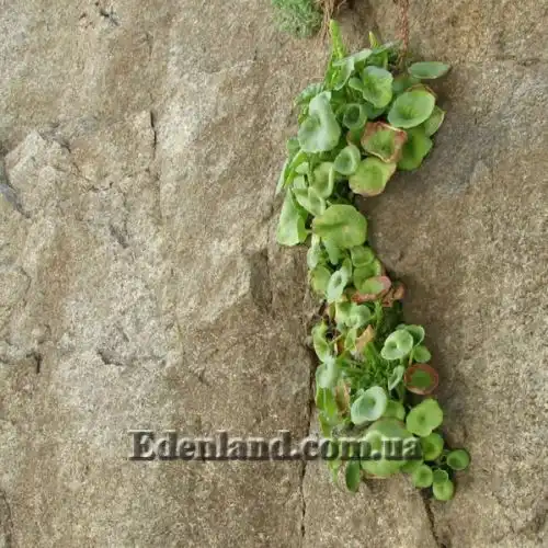 Изображение Умбиликус скальный - Umbilicus rupestris 