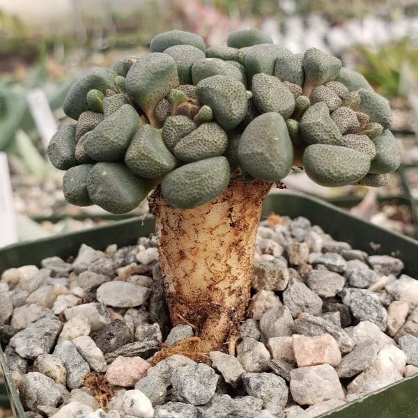 Изображение Алоинопсис Шунеса  - Aloinopsis schooneesii