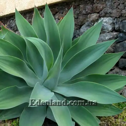 Изображение Агава оттянутая подвид оттянутая - Agave attenuata subsp. attenuate