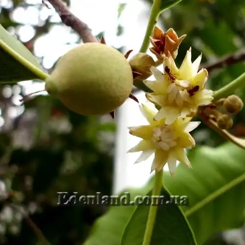 Изображение цветы и плоды