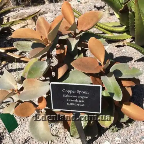 Изображение Каланхоэ оргиалис - Kalanchoe orgyalis