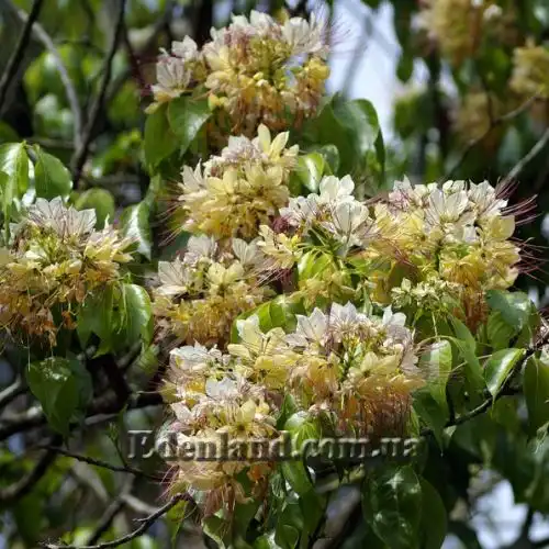 Изображение Кратева священная - Crateva religiosa