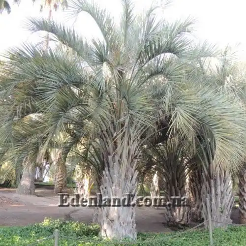 Изображение Бутия Ятай - Butia yatay