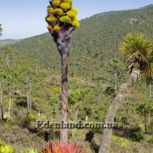 Изображение начало цветения