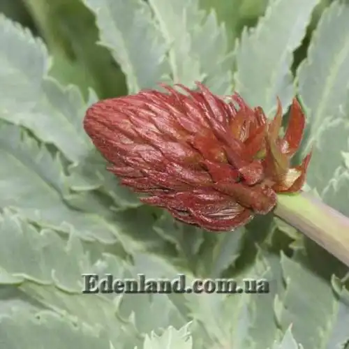 Зображення Меліантус великий - Melianthus major 
