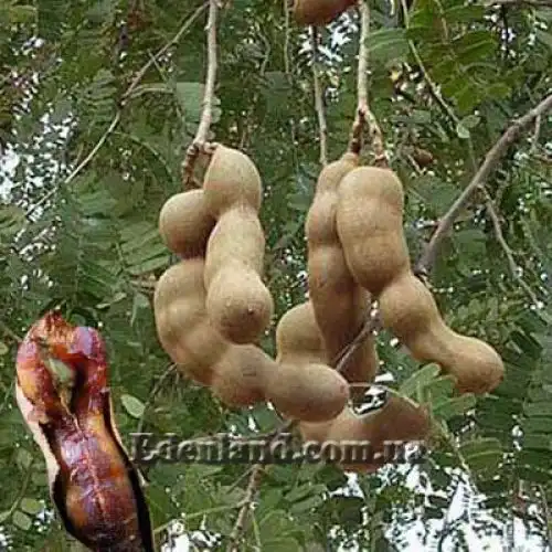 Тамарінд індійський - Tamarindus indica