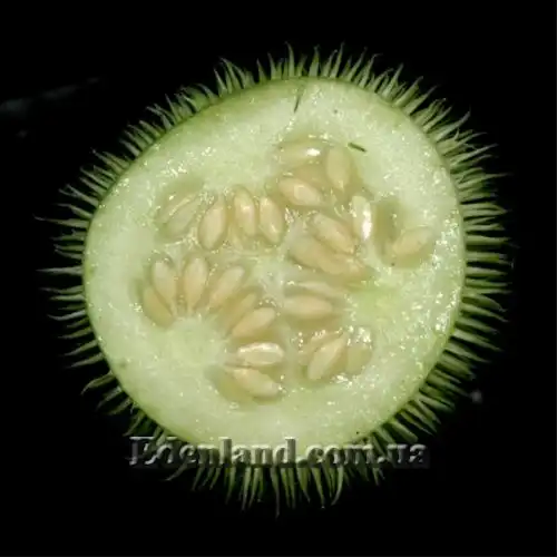 Изображение Огурец ворсянковый  - Cucumis dipsaceus