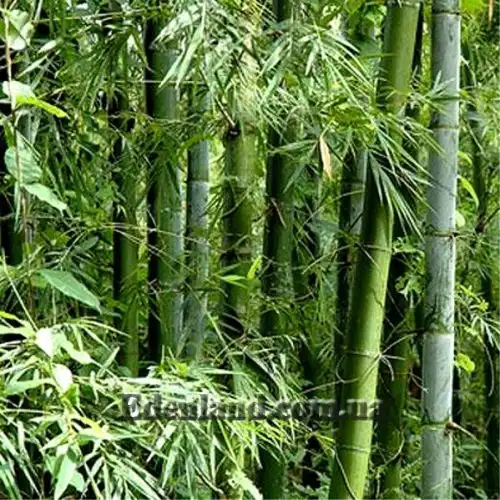 Изображение взрослые растения