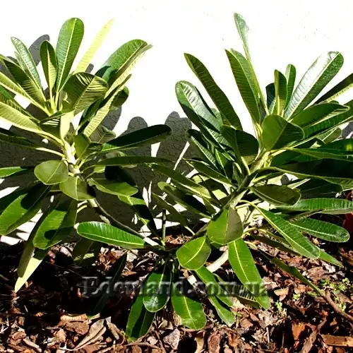 Изображение молодые растения