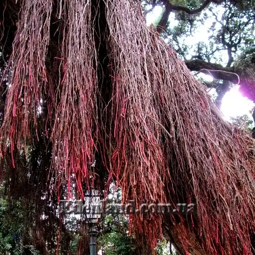 Изображение Метросидерос высокий - Metrosideros excelsa