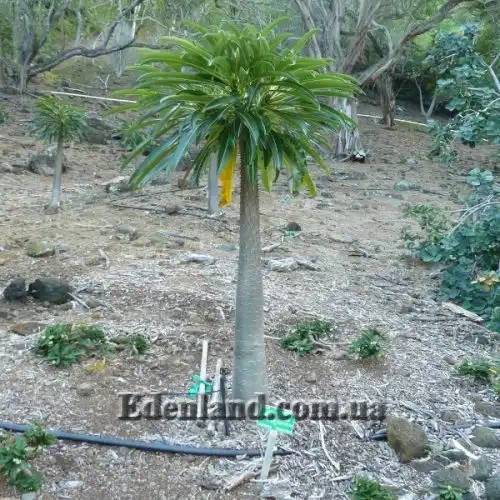 Изображение Пахиподиум Рутенберга - Pachypodium rutenbergianum 