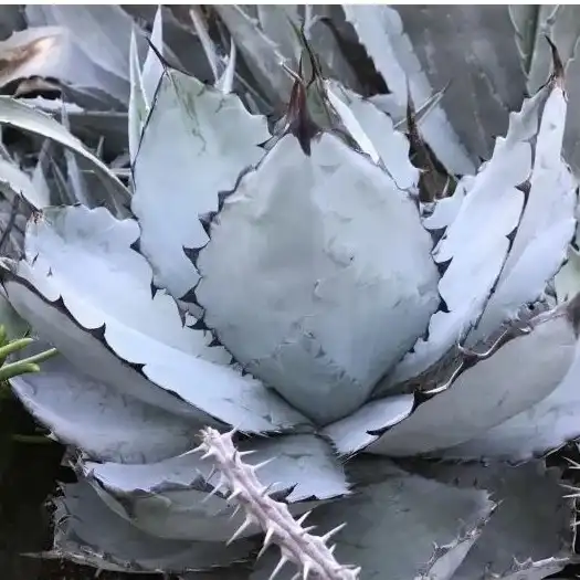 Изображение взрослое растение