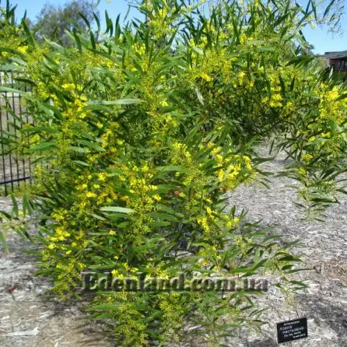 Изображение Акация крупножелезчатая - Acacia macradenia