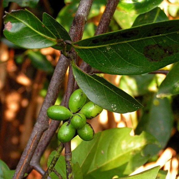 Изображение зеленые плоды