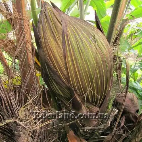 Изображение мужское соцветие