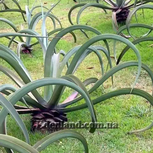 Изображение Агава Вильморена - Agave vilmoriniana