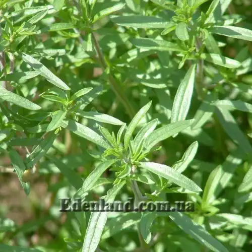 Зображення Сатурея садова - Satureja hortensis