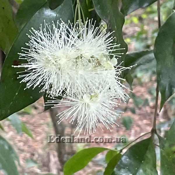 Изображение цветы 