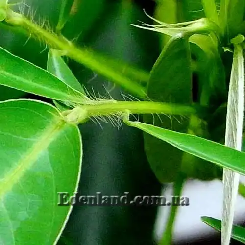 Зображення листя