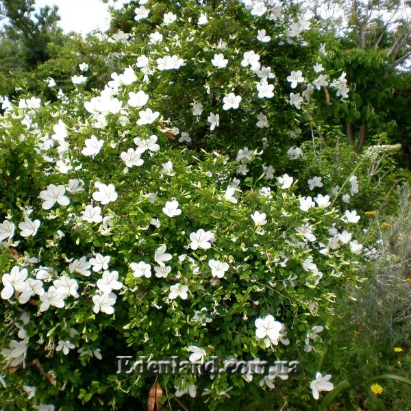 Изображение Баухиния натальская  - Вauhinia natalensis