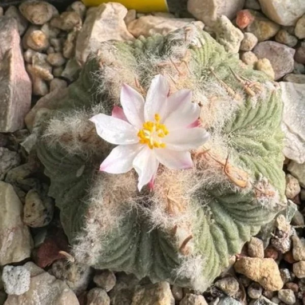 Изображение Ацтекиум Риттера  - Aztekium ritteri 