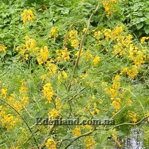 Изображение Сесбания яванская - Sesbania javanica