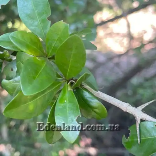 Изображение Гиперакантус приятный - Hyperacanthus amoenus