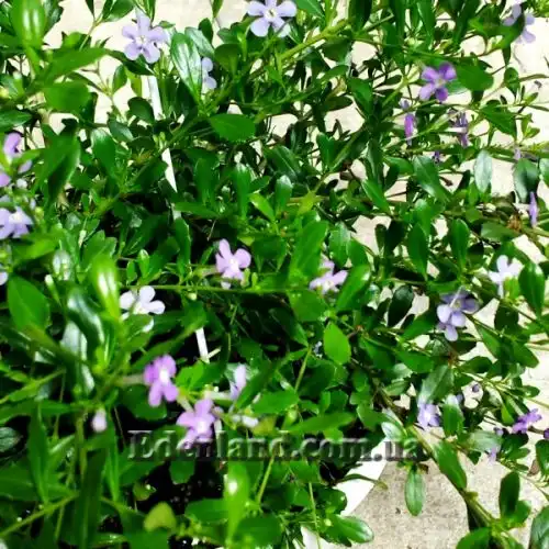 Изображение Фрейлиния тропическая - Freylinia tropica