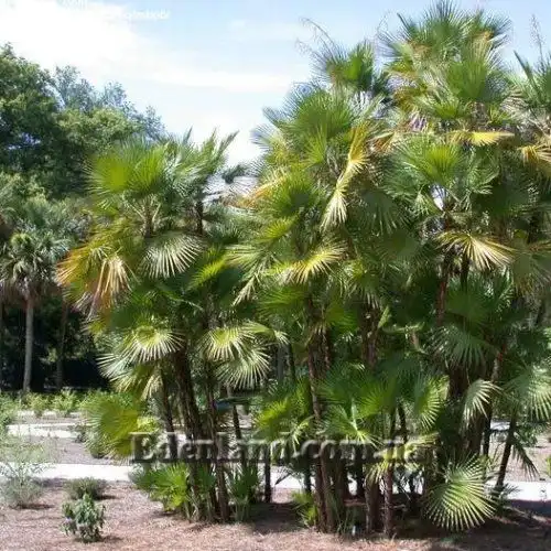 Зображення у природі