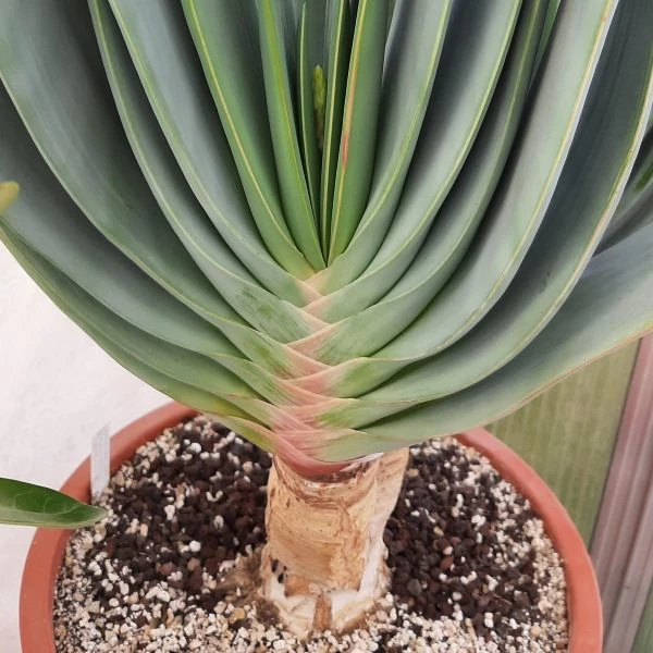 Изображение Кумара складчатая  - Kumara plicatilis