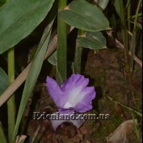 Изображение Афрамомум бело-фиолетовый - Aframomum alboviolaceum