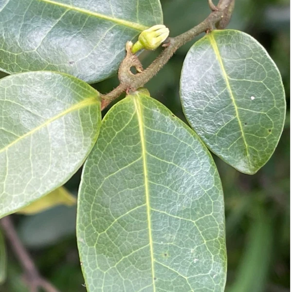 Изображение лист и соцветие