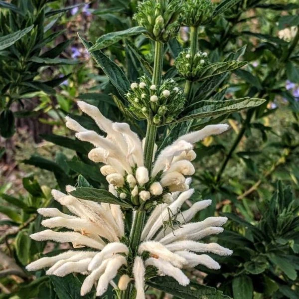 Зображення Леонотіс леонурус білоквітковий - Leonotis leonurus Alba