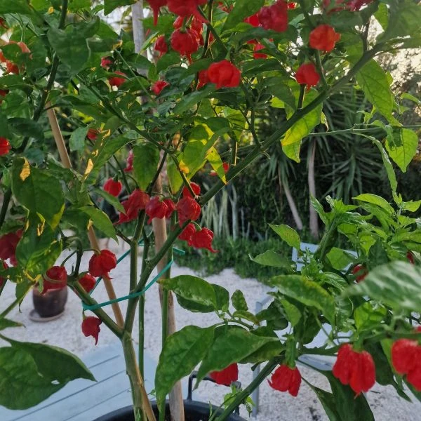 Зображення Перець Кароліна Ріпер червоний  - Carolina Reaper Red