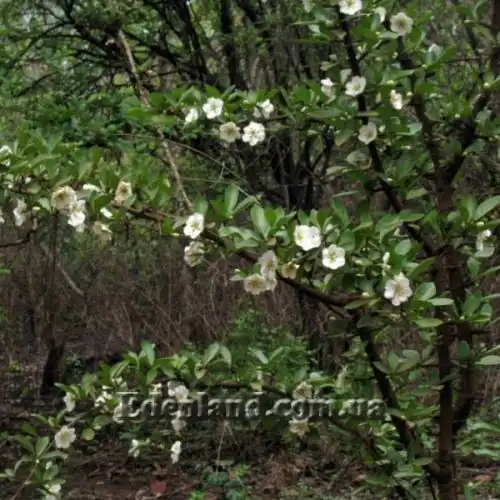 Зображення Тамілнадія болотна - Tamilnadia uliginosa