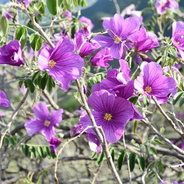 Изображение Моркиллия мексиканская  - Morkillia mexicana