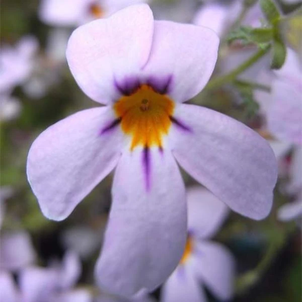 Изображение Джеймсбриттения мелколистная - Jamesbrittenia microphylla   