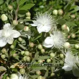Изображение Мирт обыкновенный - Myrtus communis