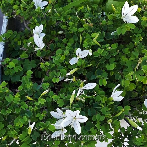 Изображение Баухиния натальская  - Вauhinia natalensis