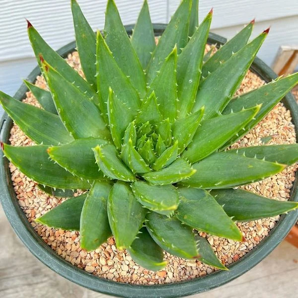 Зображення молода рослина