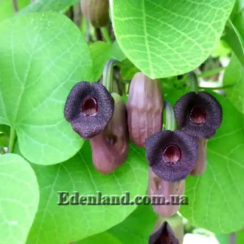 Изображение цветение