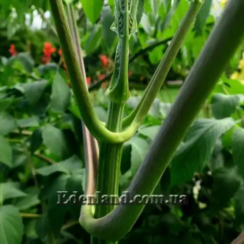 Зображення Жоржина імператорська - Dahlia imperialis